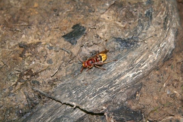 betrunkene Hornissen; Foto: Prof. Dr. Ulrich Schreiber