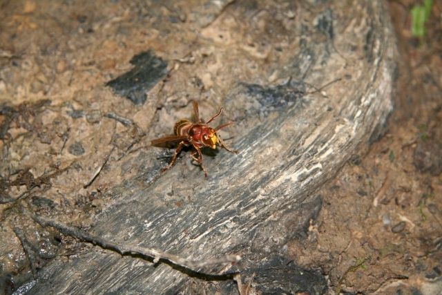 betrunkene Hornissen; Foto: Prof. Dr. Ulrich Schreiber
