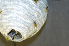 aerial yellow jacket nest