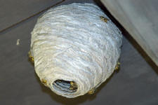 aerial yellow jacket nest