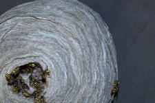 aerial yellow jacket nest