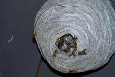 aerial yellow jacket nest