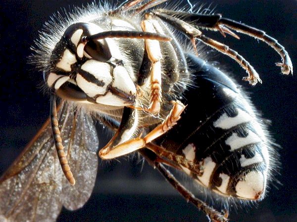 Bald-Faced-Hornet; picture taken by Ken Wingle