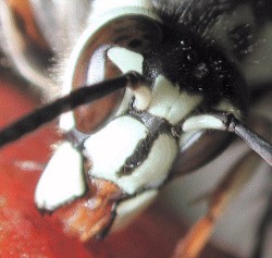 Bald-Faced-Hornet