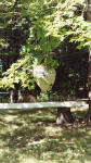 pictures taken by Terri from Southwestern Pennsyvania