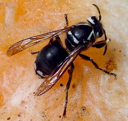Bald-Faced-Hornet, picture taken by Arlene Ripley