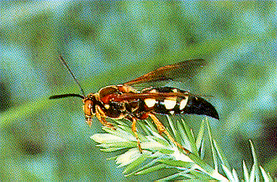 cicada killer wasp