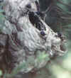 bald-faced-hornets, picture taken by William T. Prouty. Thanks!