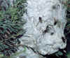 bald-faced-hornets, picture taken by William T. Prouty. Thanks!
