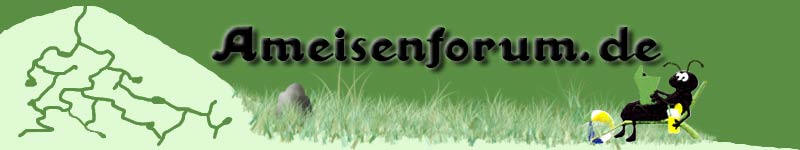 Zum Ameisenforum ...