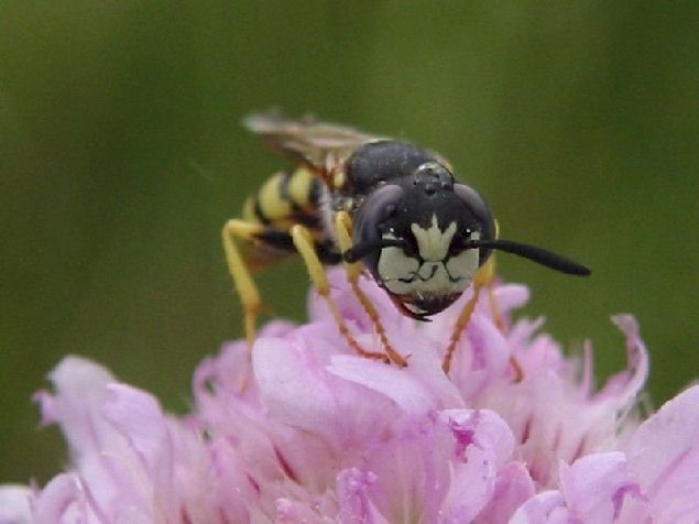 Bienenwolf-Mnnchen 1 auf einer Grasnelke