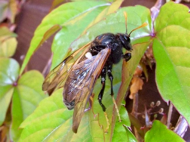 Cimbex femoratus