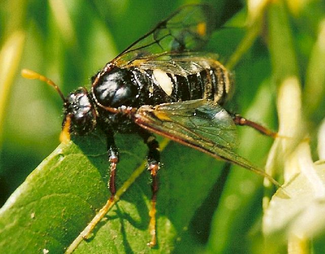 Männchen von Cimbex luteus; Foto: Stefan Rölling