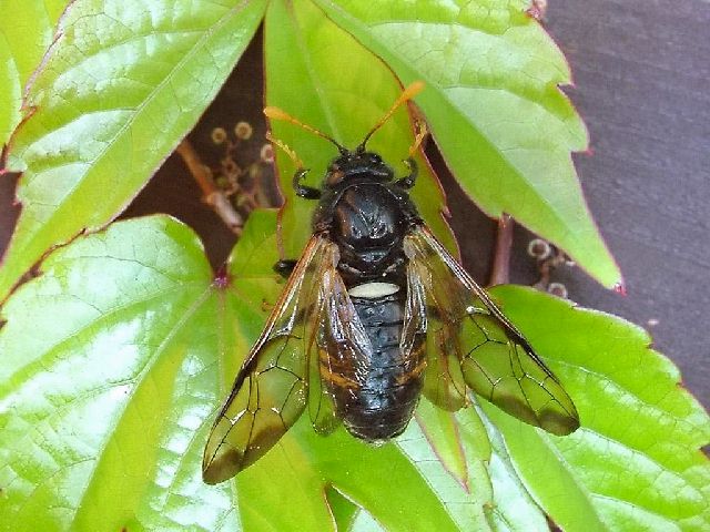Cimbex femoratus