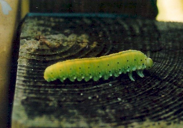Larve einer Cimbex connatus; Foto: Stefan Rölling