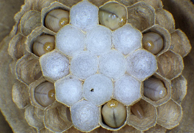 Hornissenlarven, Foto: Dr. Elmar Billig