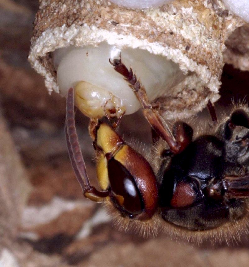 Abgabe eines Futtertrpfchens an eine Arbeiterin; Foto Dr. Elmar Billig
