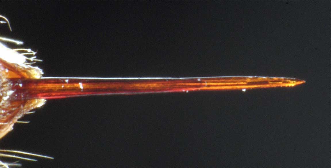 Detailansicht eines Hornissenstachels, Foto: Dr. Elmar Billig
