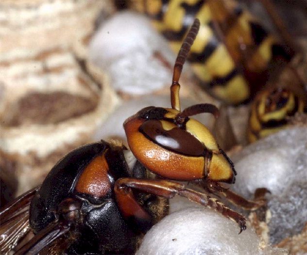 Vespa crabro crabro; Foto: Dr. Elmar Billig