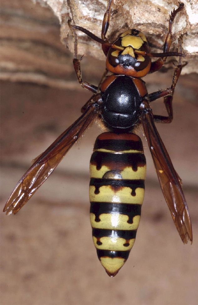Vespa crabro crabro (Knigin); Foto: Dr. Elmar Billig