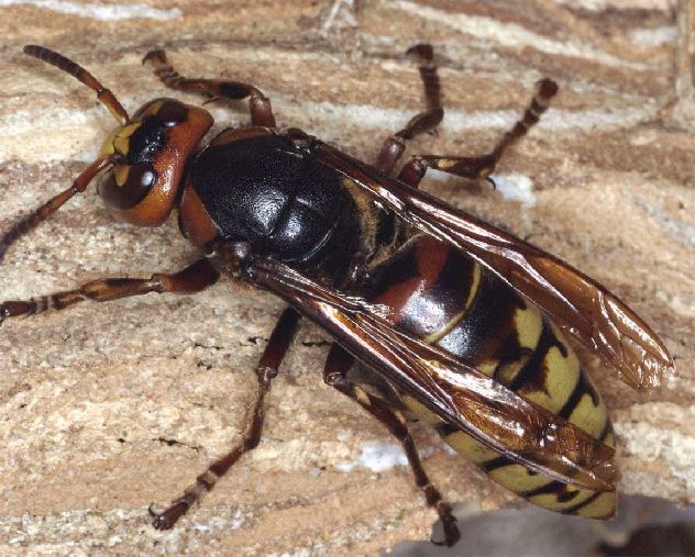 Vespa crabro crabro (Knigin); Foto: Dr. Elmar Billig