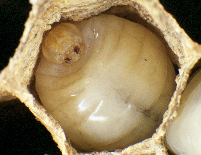 Hornissenlarve, Foto: Dr. Elmar Billig