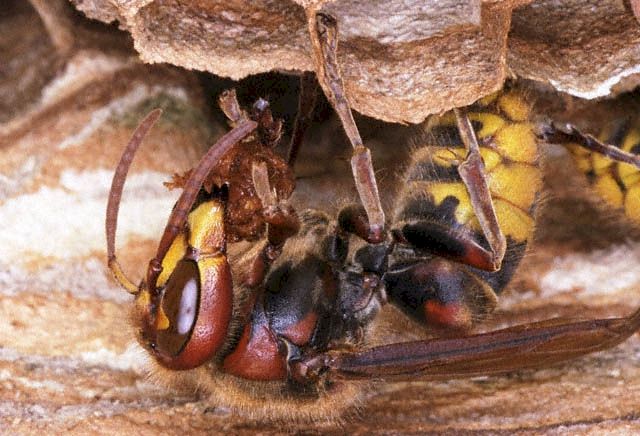 Hornisse beim Ausbau des Nestes, Foto: Dr. Elmar Billig