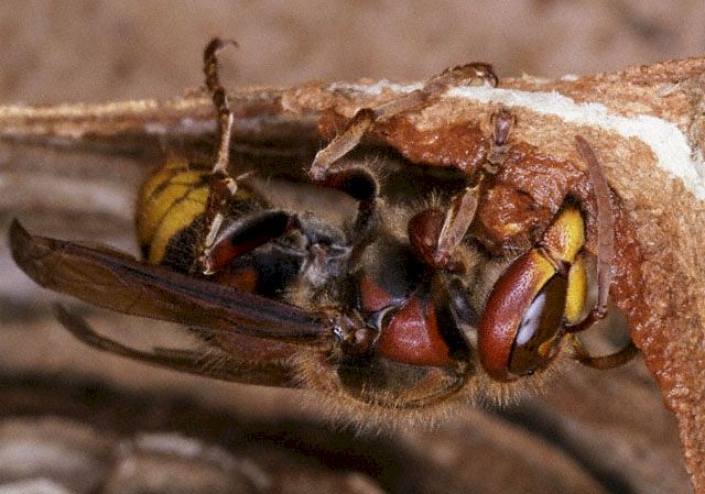 Hornisse beim Ausbau des Nestes, Foto: Dr. Elmar Billig