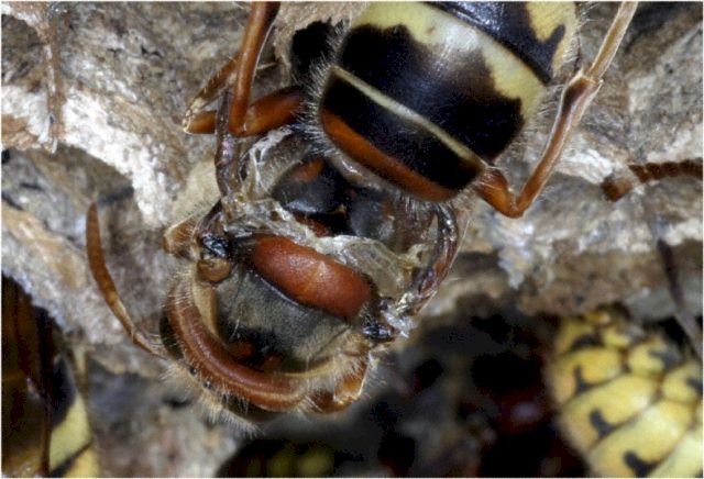 Hornisse mit "Hitzeschden"; Foto: Dr. Elmar Billig