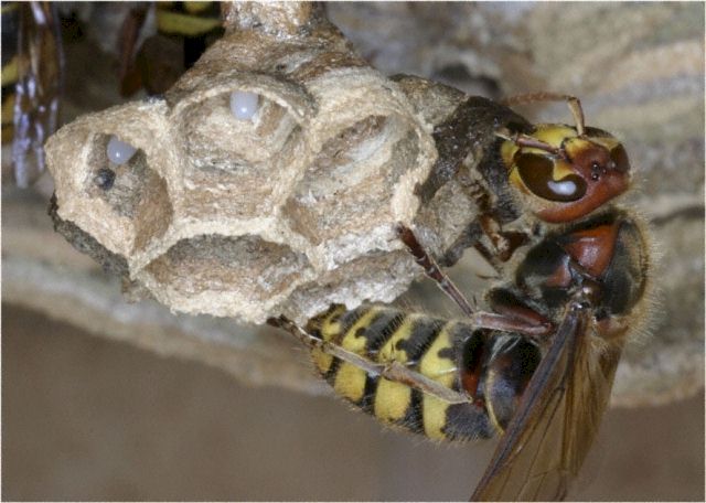Hornisse beim Ausbau des Nestes, Foto: Dr. Elmar Billig