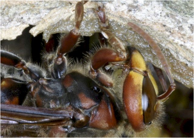 Hornisse beim Ausbau des Nestes, Foto: Dr. Elmar Billig
