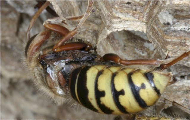 Hornisse mit Deformationen, Foto: Dr. Elmar Billig