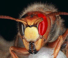 Ein Hauptauge rot eingefrbt, Foto: Dr. Billig