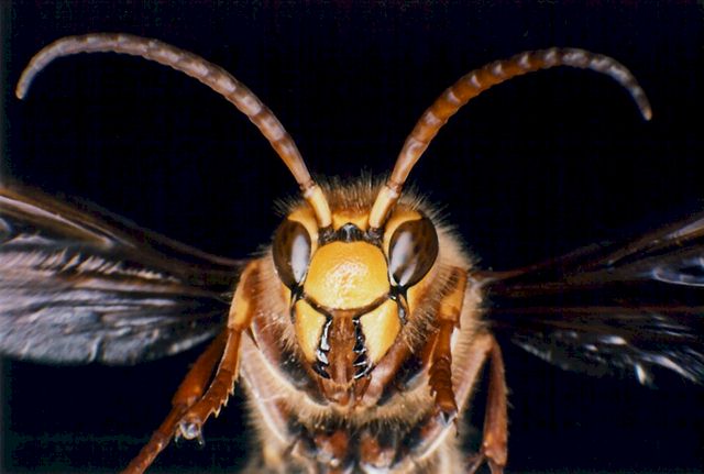 Drohn (Mnnchen) einer Hornisse; Foto Dr. Elmar Billig