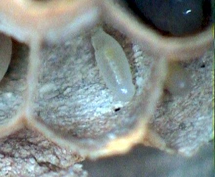 Hornissenlarve, Foto: Dr. Elmar Billig