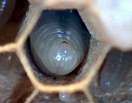 Hornissenlarve, Foto: Dr. Elmar Billig