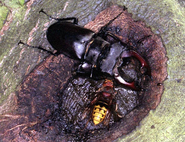 Auf dem Bild sehen Sie eine Hornisse und zwei Hirschkfer an der gleichen Stelle zum Saftlecken. Das krftigere Mnnchen bedeckt das unter ihm befindliche Weibchen fast vollstndig mit seinem Krper! Foto: Dr. Elmar Billig
