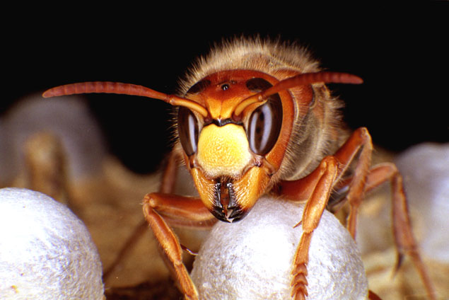 Hornisse (Vespa crabro); Foto & Copyright: Dr. Elmar Billig