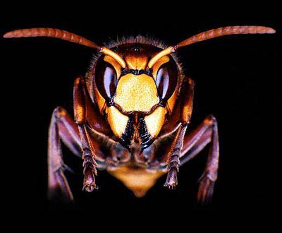 Hornisse (Vespa crabro); Foto und Copyright: Dr. Elmar Billig