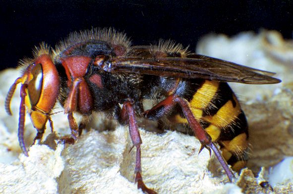 Seitenansicht einer Hornisse, Foto: Dr. Elmar Billig