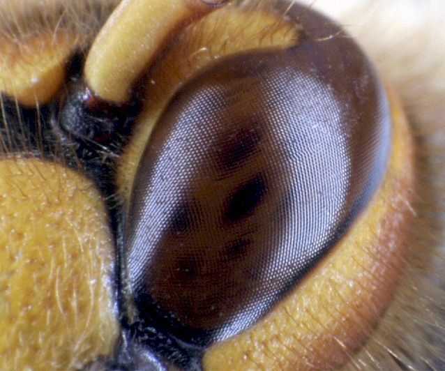 Hauptaugen einer Hornisse, Foto: Dr. Elmar Billig