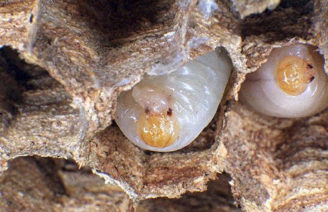 Hornissenlarven, Foto: Dr. Elmar Billig