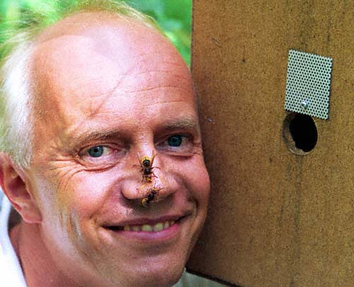 Demonstration einer friedlichen Hornisse ..., Foto: Dr. Elmar Billig