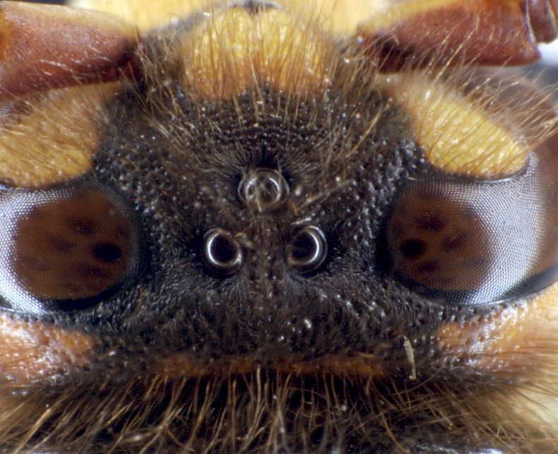 Ocellen einer Hornisse, Foto: Dr. Elmar Billig