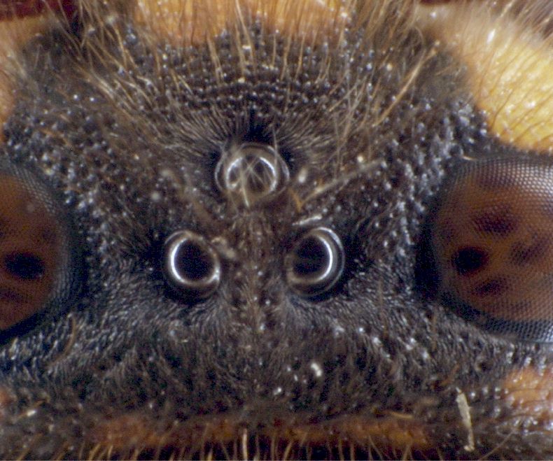 Ocellen einer Hornisse, Foto: Dr. Elmar Billig