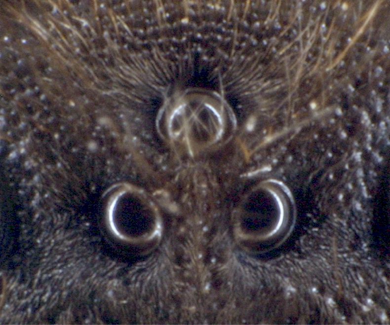 Ocellen einer Hornisse, Foto: Dr. Elmar Billig
