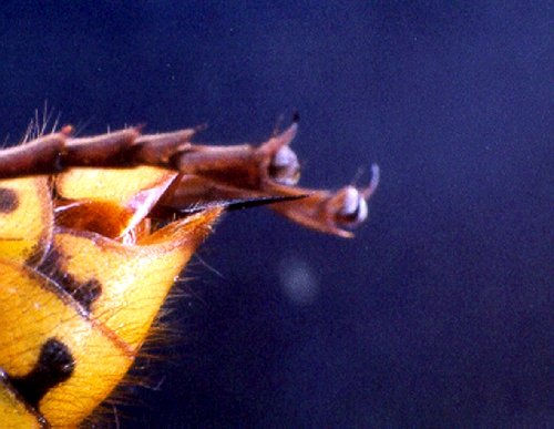 Detailansicht eines Hornissenstachels, Foto: Dr. Elmar Billig