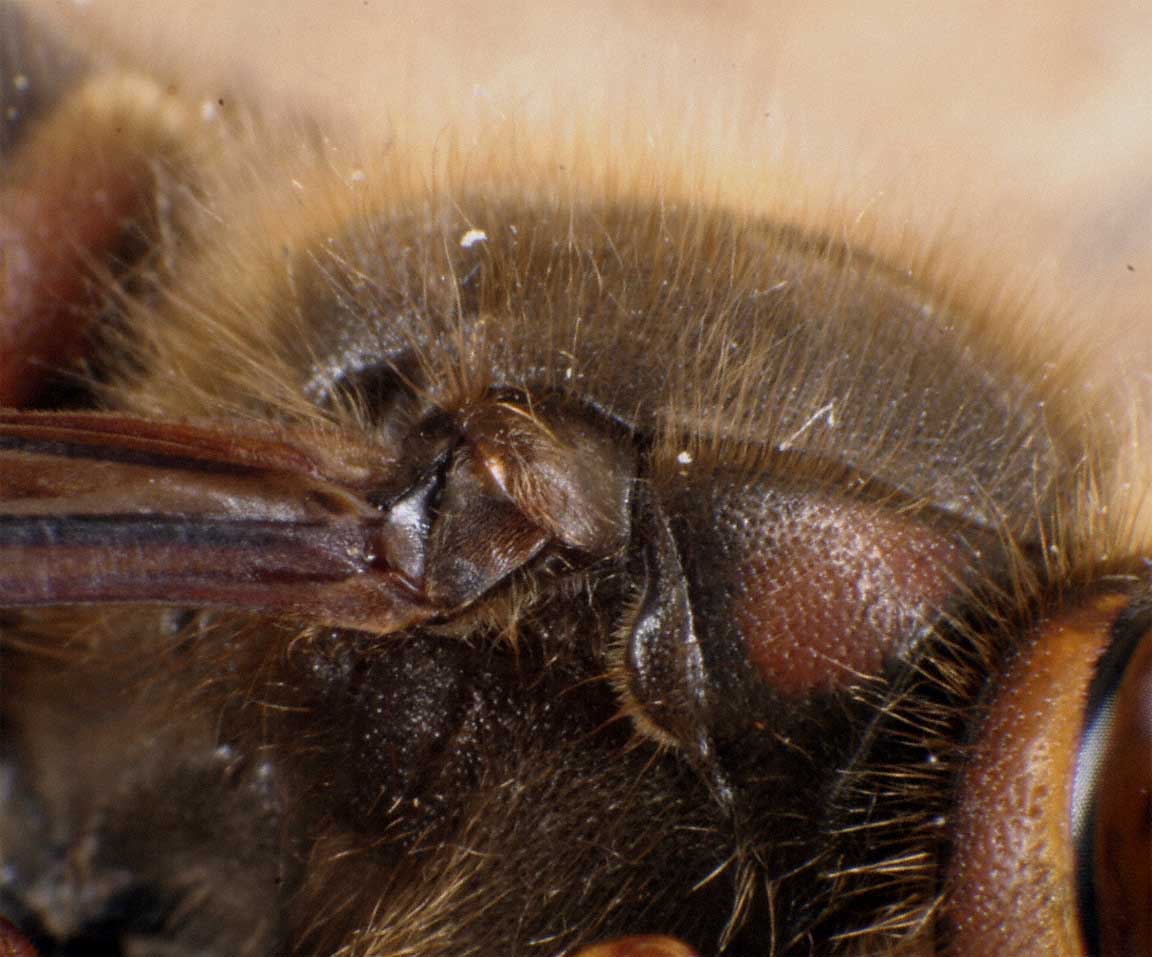 Detailansicht Flgelaufhngung, Foto: Dr. Elmar Billig