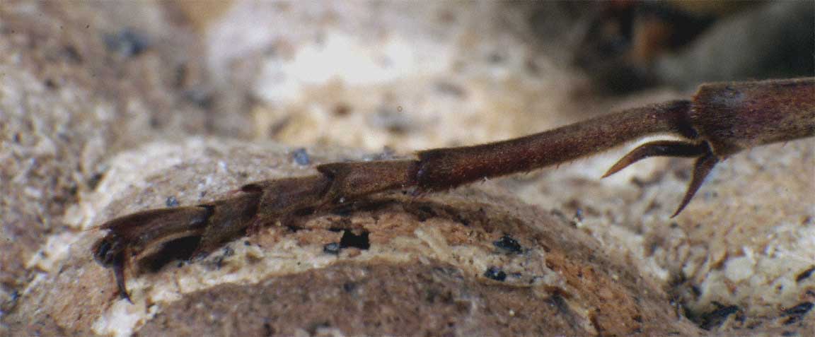 Detailansicht Hinterbein, Foto: Dr. Elmar Billig