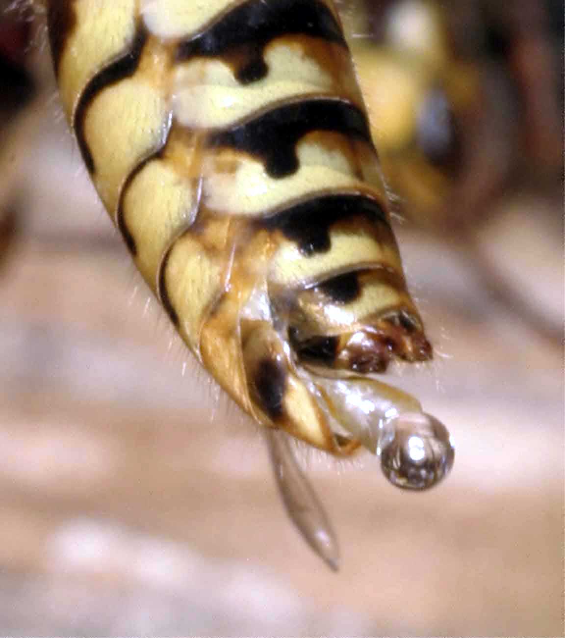 Drohn beim "Austreten", Foto: Dr. Elmar Billig